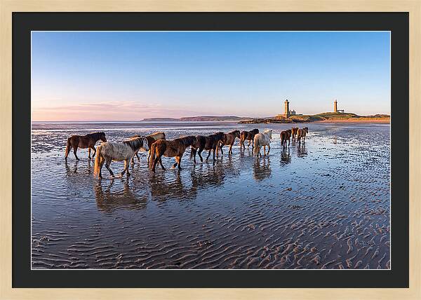 Chincoteague Island Herds At Dusk