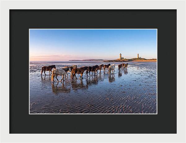 Chincoteague Island Herds At Dusk