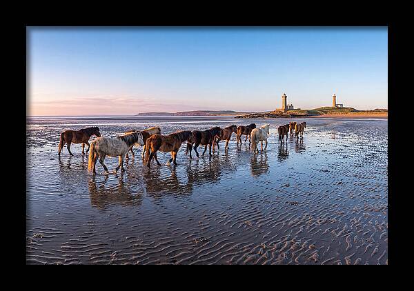 Chincoteague Island Herds At Dusk