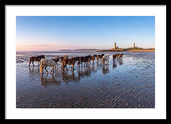 Chincoteague Island Herds At Dusk