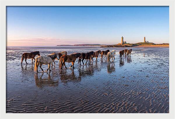 Chincoteague Island Herds At Dusk
