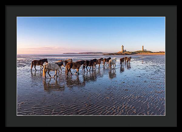 Chincoteague Island Herds At Dusk