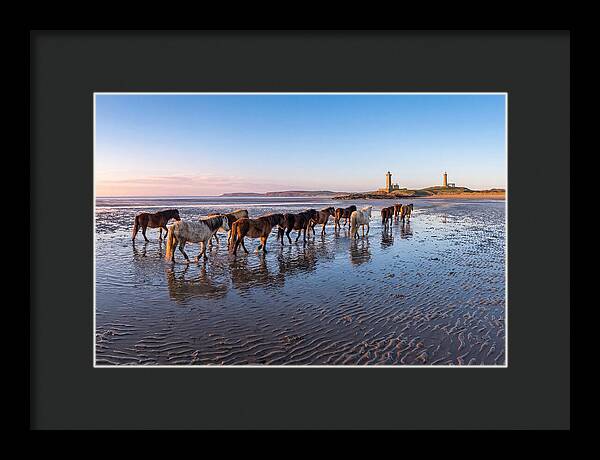 Chincoteague Island Herds At Dusk