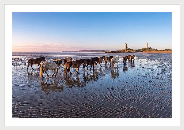 Chincoteague Island Herds At Dusk