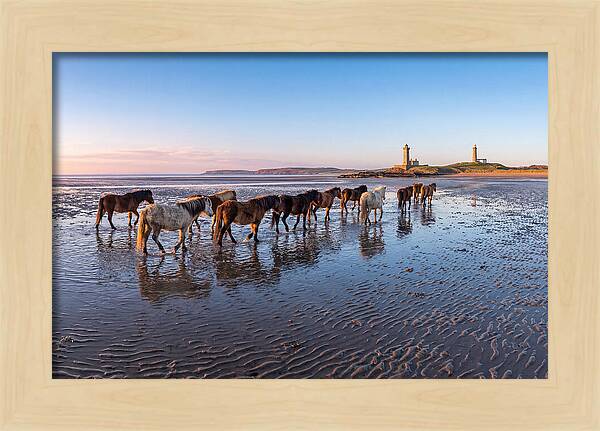 Chincoteague Island Herds At Dusk