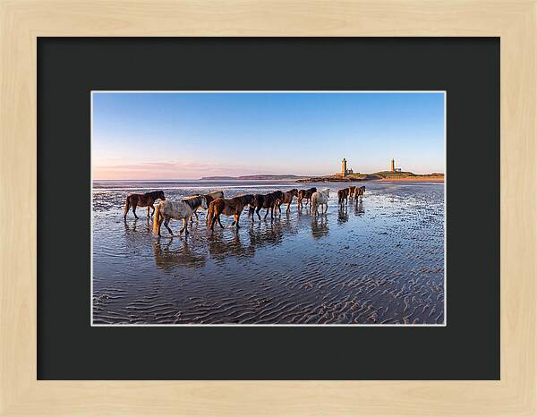 Chincoteague Island Herds At Dusk