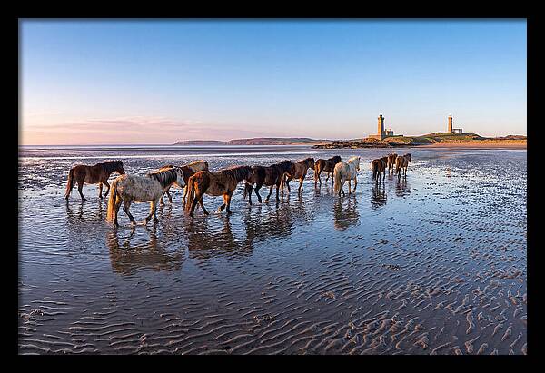 Chincoteague Island Herds At Dusk