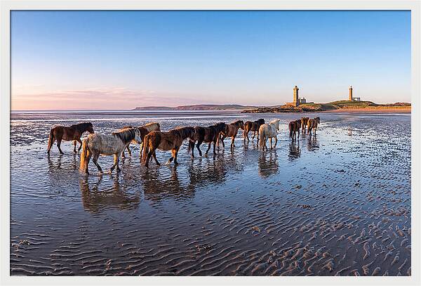 Chincoteague Island Herds At Dusk