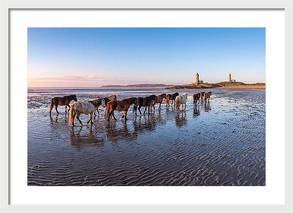 Chincoteague Island Herds At Dusk