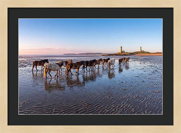Chincoteague Island Herds At Dusk