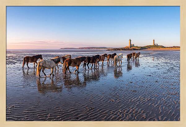 Chincoteague Island Herds At Dusk