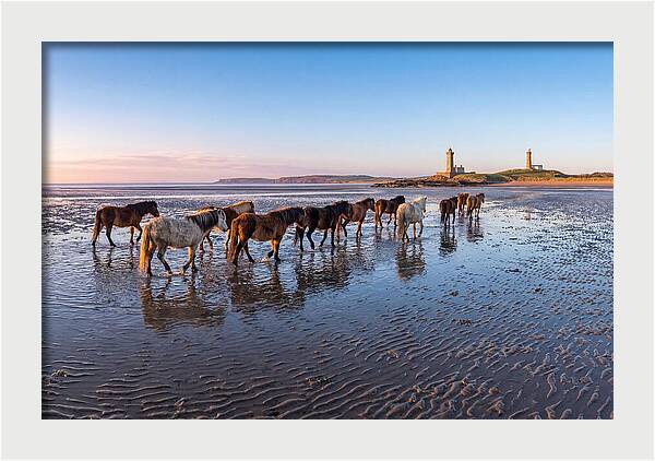 Chincoteague Island Herds At Dusk