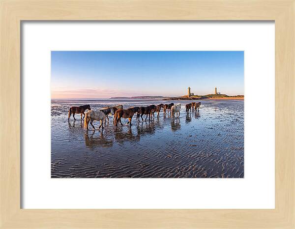 Chincoteague Island Herds At Dusk