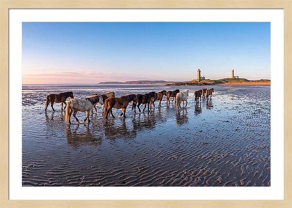 Chincoteague Island Herds At Dusk