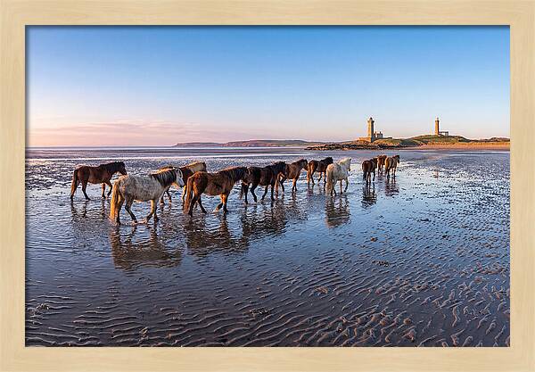 Chincoteague Island Herds At Dusk
