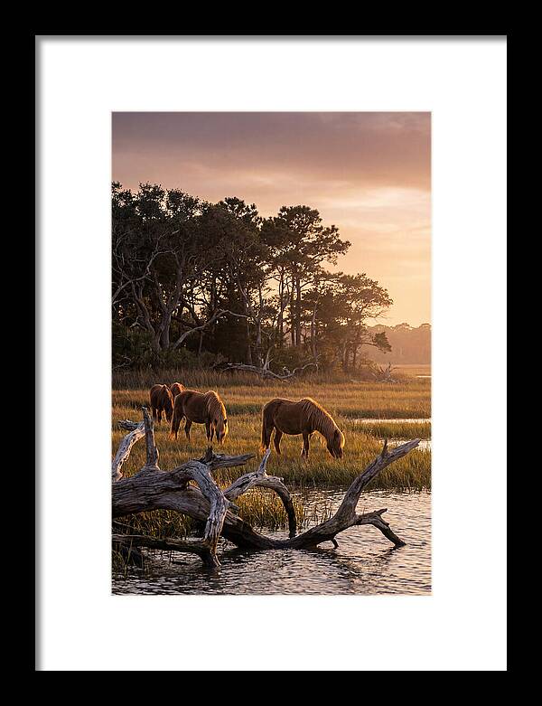 Chincoteague Wild Ponies At Dusk