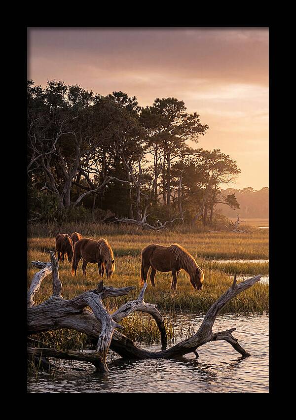 Chincoteague Wild Ponies At Dusk
