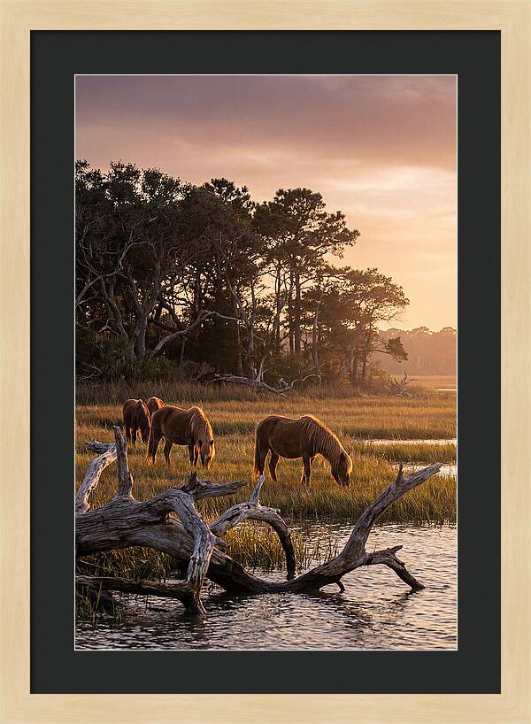Chincoteague Wild Ponies At Dusk