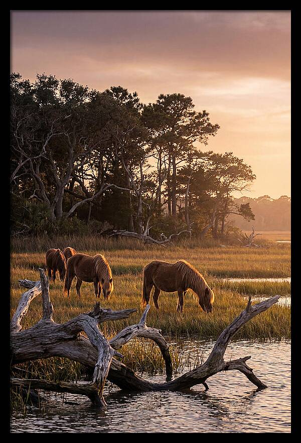 Chincoteague Wild Ponies At Dusk