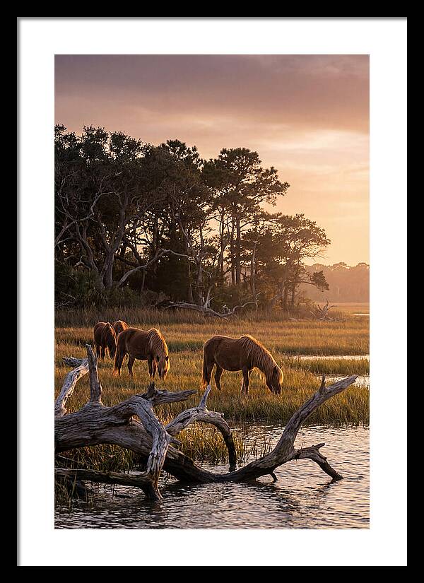 Chincoteague Wild Ponies At Dusk