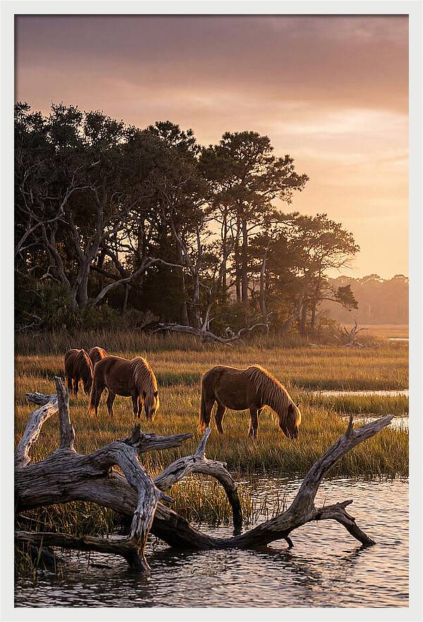 Chincoteague Wild Ponies At Dusk
