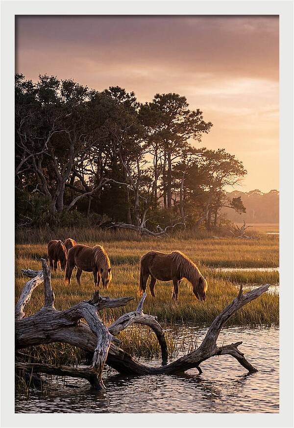 Chincoteague Wild Ponies At Dusk