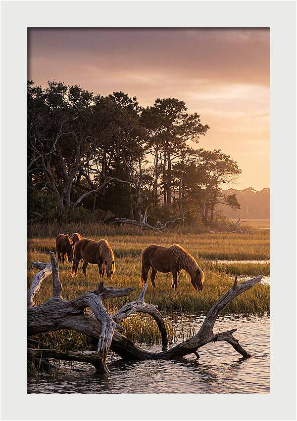 Chincoteague Wild Ponies At Dusk