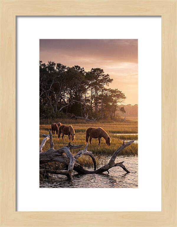 Chincoteague Wild Ponies At Dusk