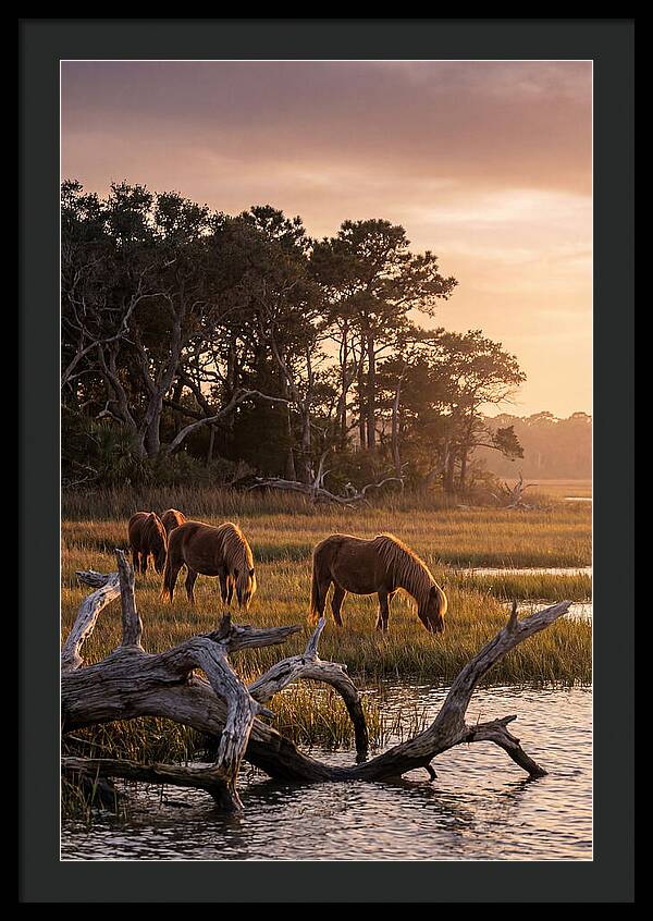 Chincoteague Wild Ponies At Dusk