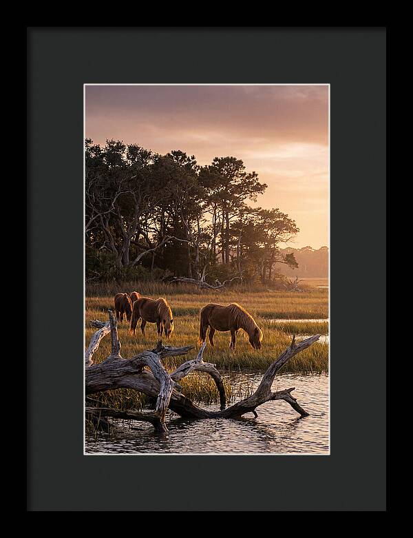 Chincoteague Wild Ponies At Dusk