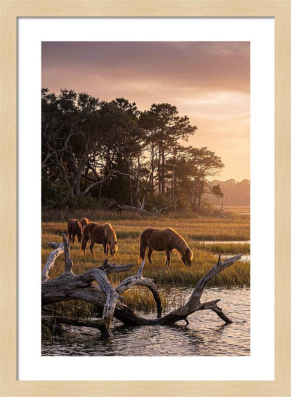 Chincoteague Wild Ponies At Dusk