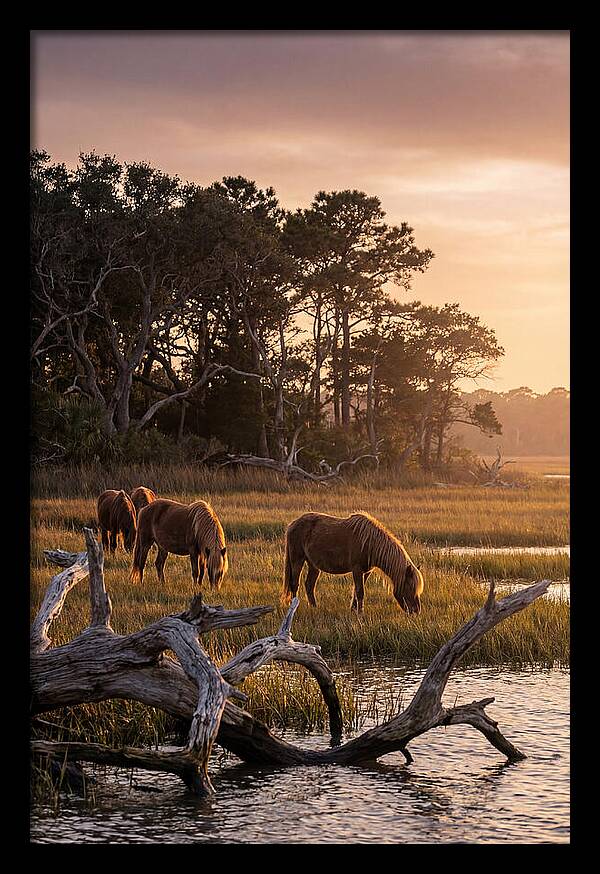 Chincoteague Wild Ponies At Dusk