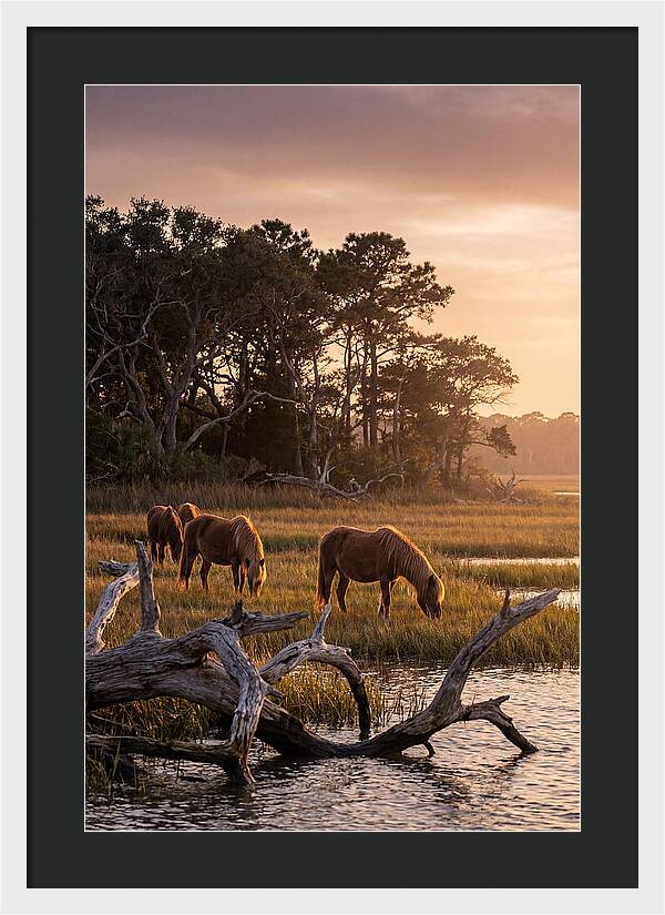 Chincoteague Wild Ponies At Dusk