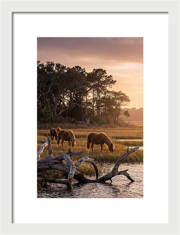 Chincoteague Wild Ponies At Dusk