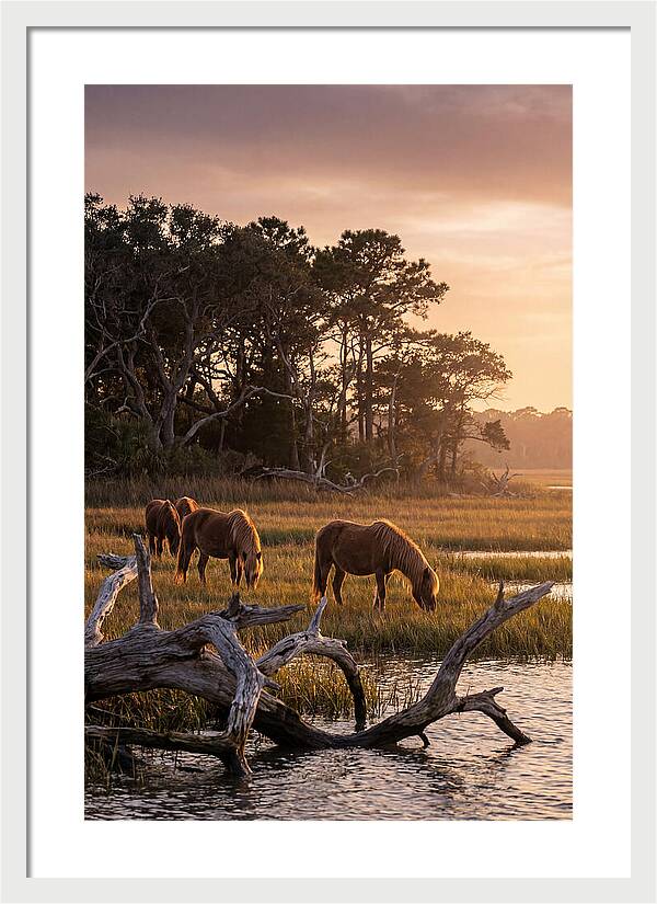 Chincoteague Wild Ponies At Dusk