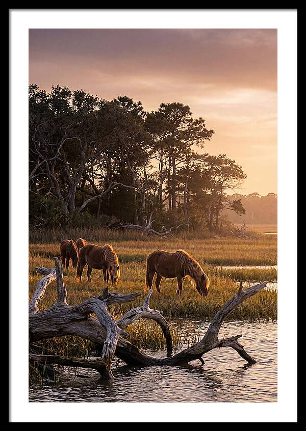 Chincoteague Wild Ponies At Dusk