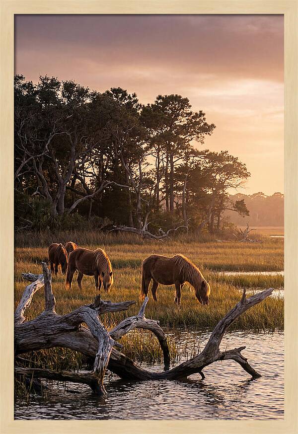 Chincoteague Wild Ponies At Dusk