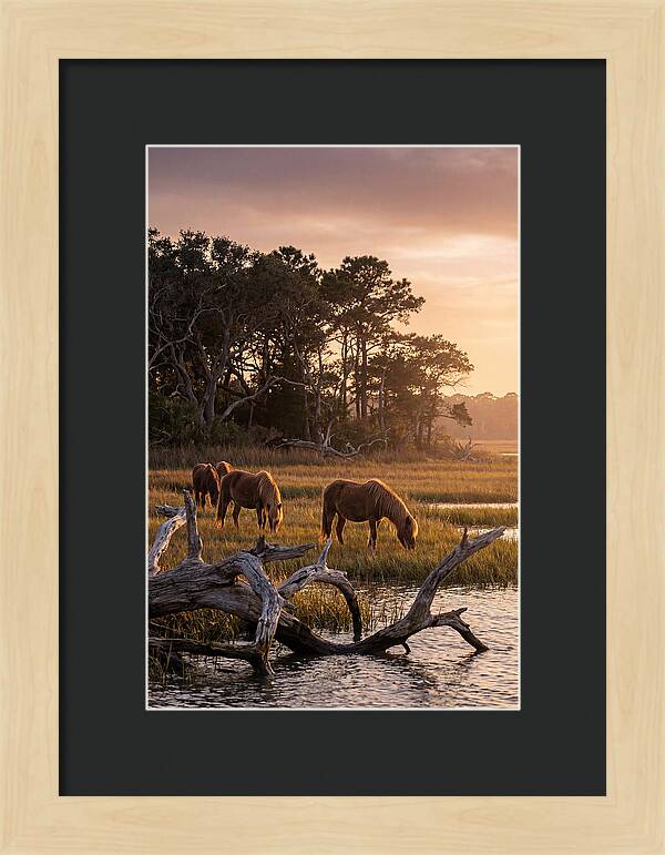 Chincoteague Wild Ponies At Dusk