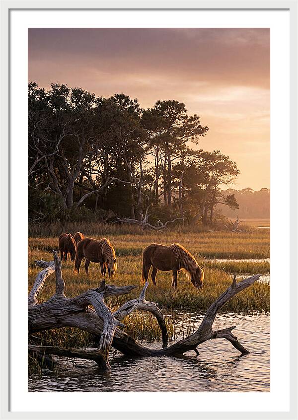 Chincoteague Wild Ponies At Dusk