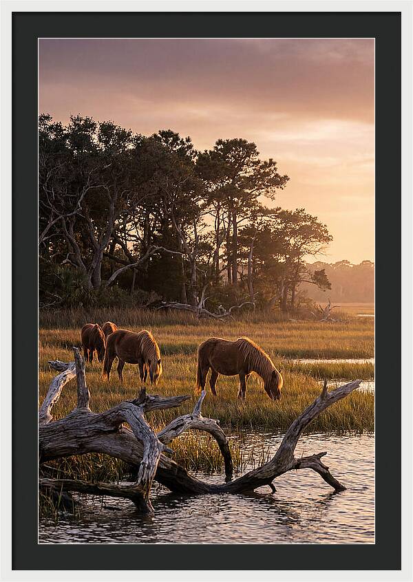 Chincoteague Wild Ponies At Dusk