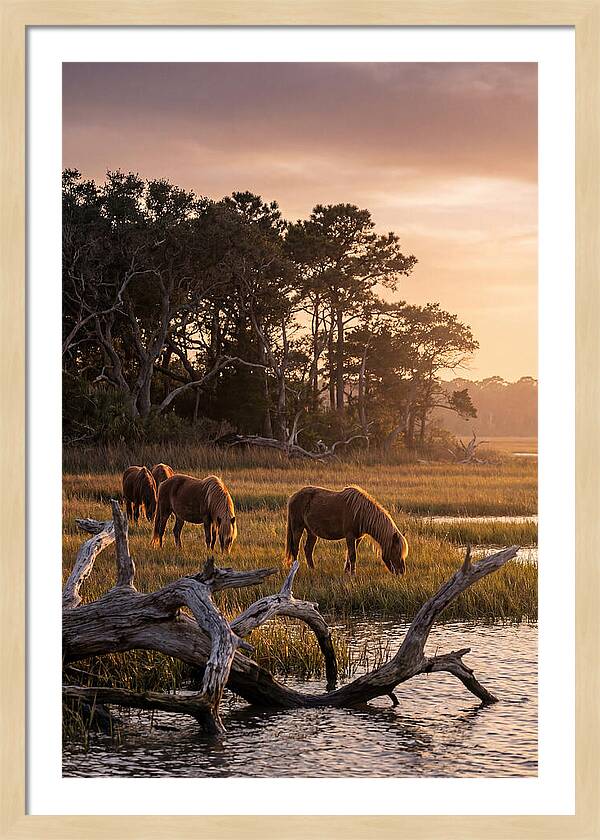 Chincoteague Wild Ponies At Dusk
