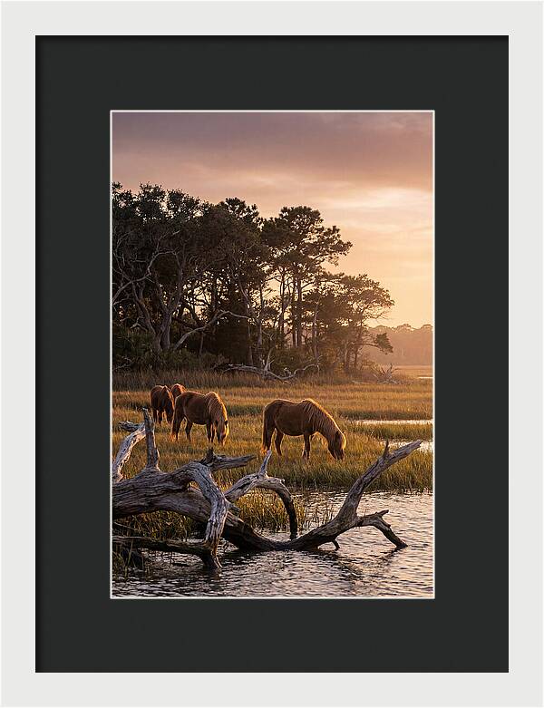 Chincoteague Wild Ponies At Dusk