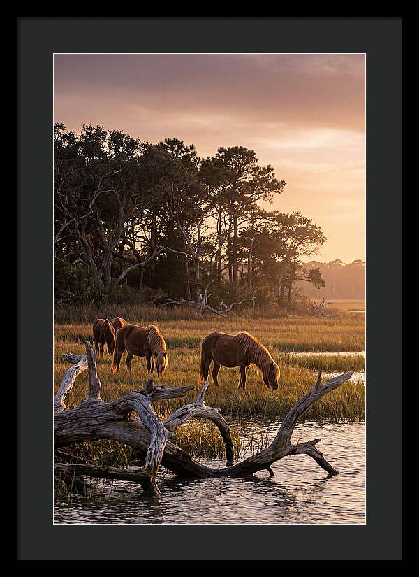 Chincoteague Wild Ponies At Dusk
