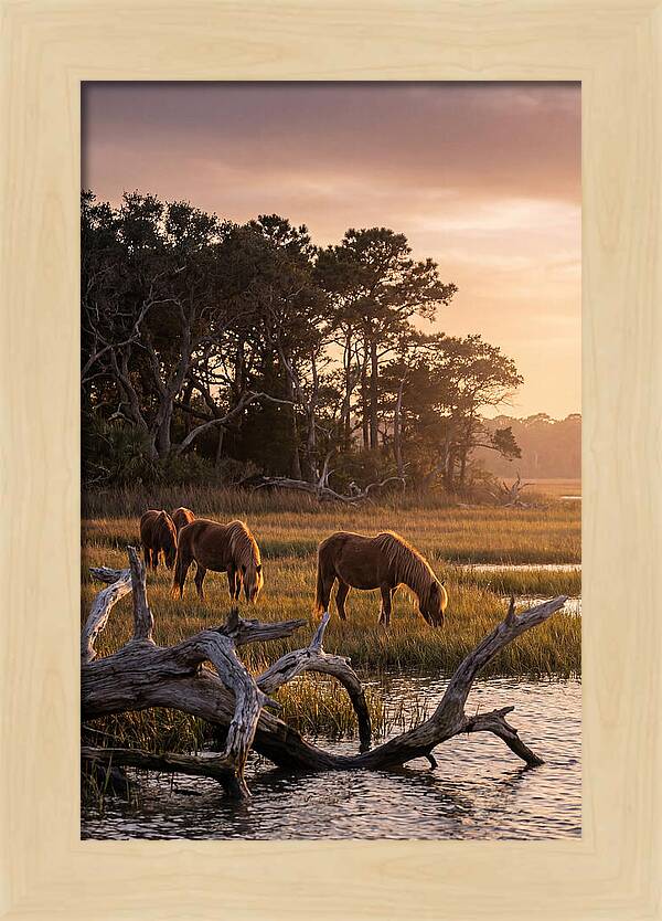 Chincoteague Wild Ponies At Dusk