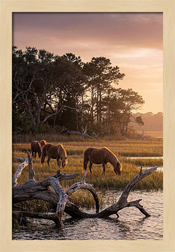 Chincoteague Wild Ponies At Dusk