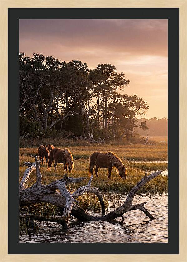 Chincoteague Wild Ponies At Dusk
