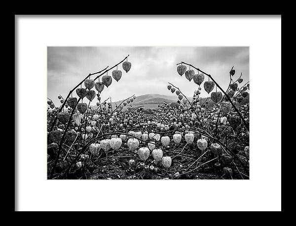Chinese Lanterns In Monochrome