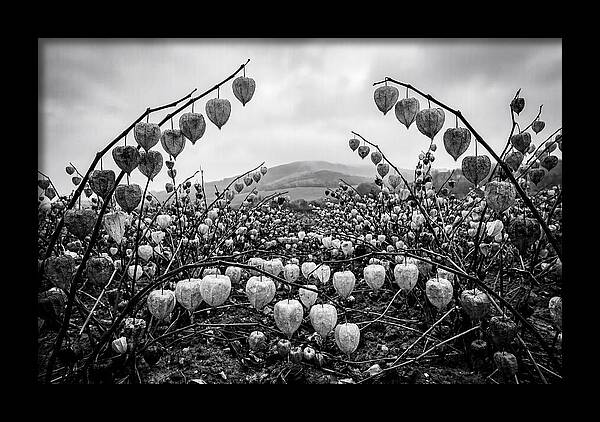 Chinese Lanterns In Monochrome