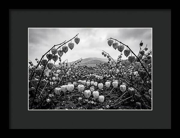 Chinese Lanterns In Monochrome