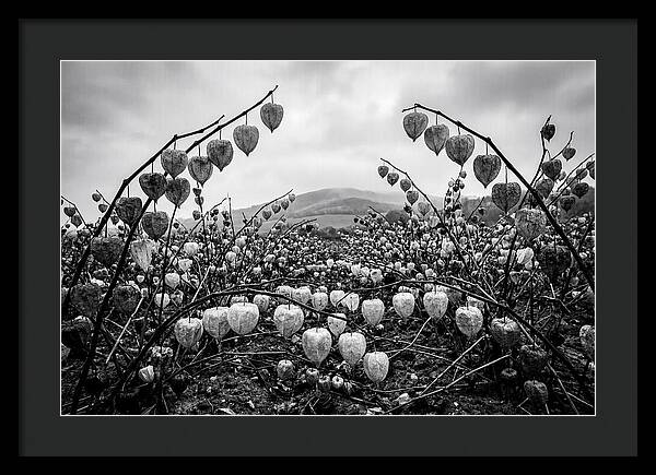 Chinese Lanterns In Monochrome